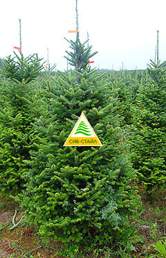 ����� ������� - Abies Fraseri