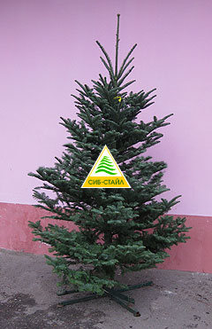 ����� �������������� - Abies Nobilis