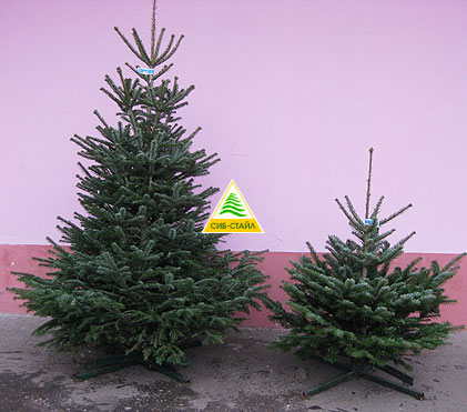 ����� ����������� (��� �������) - Abies Nordmanniana